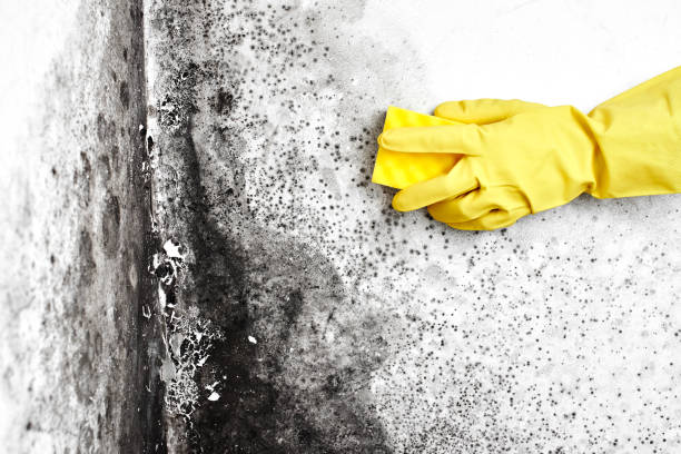 Best Commercial Mold Removal  in Terre Haute, IN