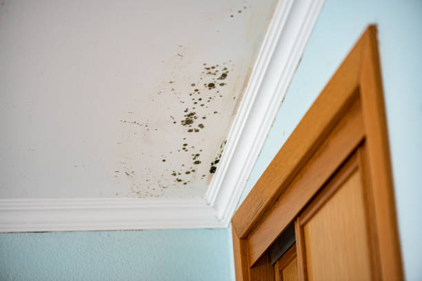 Best Mold Removal Company Near Me  in Terre Haute, IN