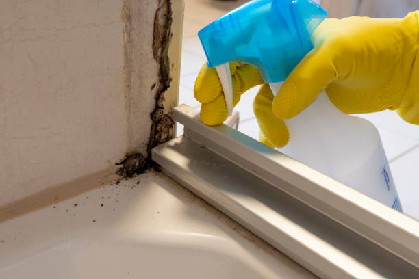 Best Fast Mold Removal  in Terre Haute, IN