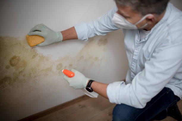 Best Crawl Space Mold Removal  in Terre Haute, IN