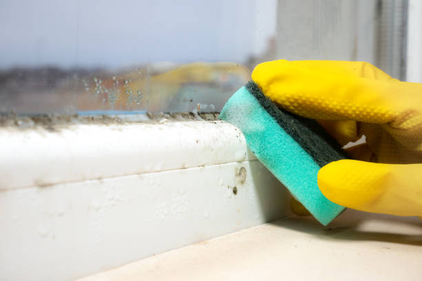 Best Home Mold Removal  in Terre Haute, IN