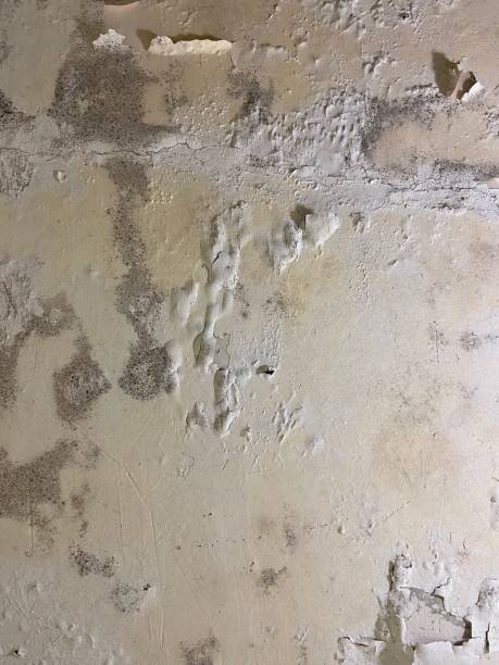 Terre Haute, IN Mold Removal Company