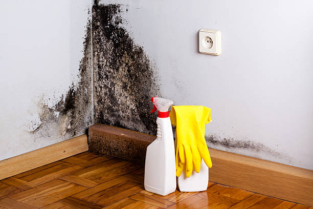 Best Mold Removal Near Me  in Terre Haute, IN